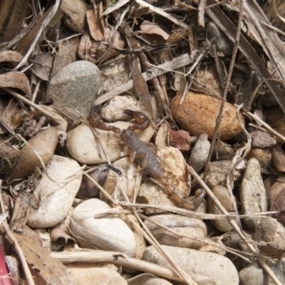 Urodacus manicatus (Black Rock Scorpion) at Michelago, NSW - 7 Nov 2011 by Illilanga