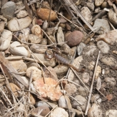 Urodacus manicatus at Illilanga & Baroona - 7 Nov 2011 11:27 AM