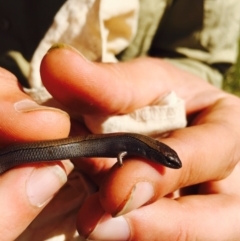Hemiergis talbingoensis (Eastern Three-toed Earless Skink) at Michelago, NSW - 9 Nov 2014 by Illilanga