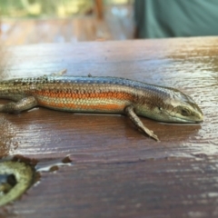 Carlia tetradactyla (Southern Rainbow Skink) at Michelago, NSW - 24 Jan 2017 by Illilanga