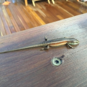 Carlia tetradactyla at Michelago, NSW - 24 Jan 2017