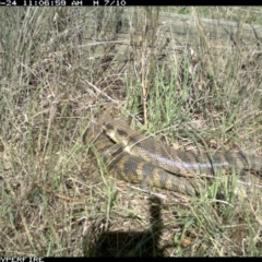 Tiliqua scincoides scincoides (Eastern Blue-tongue) at Illilanga & Baroona - 23 Sep 2013 by Illilanga