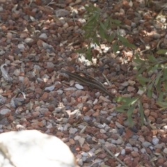 Carlia tetradactyla (Southern Rainbow Skink) at Illilanga & Baroona - 6 Oct 2017 by Illilanga