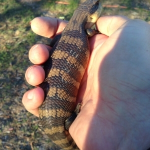 Tiliqua scincoides scincoides at Michelago, NSW - 18 Mar 2014 06:40 PM