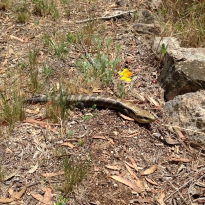 Tiliqua scincoides scincoides (Eastern Blue-tongue) at Michelago, NSW - 7 Dec 2014 by Illilanga