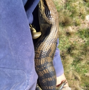 Tiliqua scincoides scincoides at Michelago, NSW - 3 Oct 2015 01:39 PM