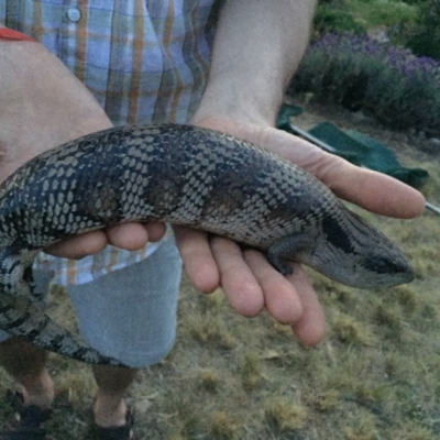 Tiliqua scincoides scincoides (Eastern Blue-tongue) at Illilanga & Baroona - 19 Oct 2015 by Illilanga