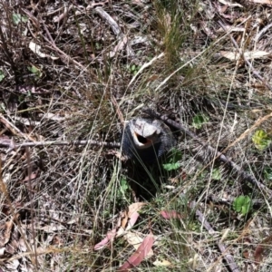 Pogona barbata at Illilanga & Baroona - 5 Feb 2012