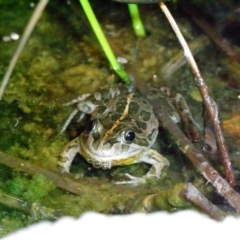 Limnodynastes tasmaniensis (Spotted Grass Frog) at Illilanga & Baroona - 28 Dec 2008 by Illilanga