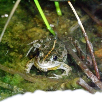 Limnodynastes tasmaniensis (Spotted Grass Frog) at Michelago, NSW - 28 Dec 2008 by Illilanga