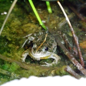 Limnodynastes tasmaniensis at Illilanga & Baroona - 28 Dec 2008