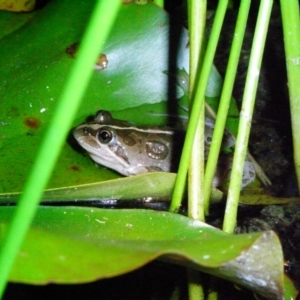 Limnodynastes tasmaniensis at Illilanga & Baroona - 28 Dec 2008