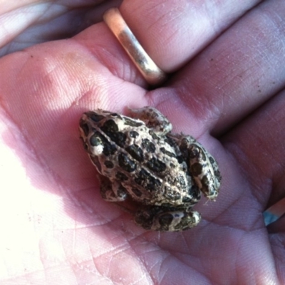 Limnodynastes tasmaniensis (Spotted Grass Frog) at Michelago, NSW - 12 Sep 2010 by Illilanga