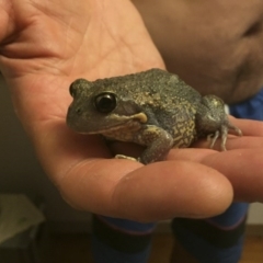 Limnodynastes dumerilii at Illilanga & Baroona - 7 Jan 2017