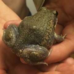 Limnodynastes dumerilii at Illilanga & Baroona - 7 Jan 2017