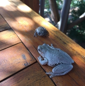 Litoria peronii at Illilanga & Baroona - 15 Feb 2017