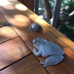 Litoria peronii at Illilanga & Baroona - 15 Feb 2017