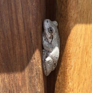 Litoria peronii at Illilanga & Baroona - 18 Dec 2016