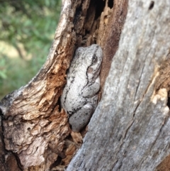 Litoria peronii (Peron's Tree Frog, Emerald Spotted Tree Frog) at Illilanga & Baroona - 18 Mar 2015 by Illilanga