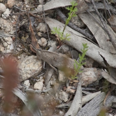 Goniaea australasiae (Gumleaf grasshopper) at Illilanga & Baroona - 24 Oct 2010 by Illilanga