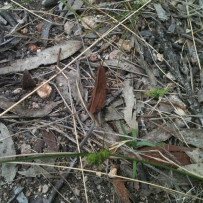 Goniaea sp. (genus) (A gumleaf grasshopper) at Michelago, NSW - 24 Oct 2010 by Illilanga