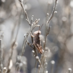 Phaulacridium vittatum (Wingless Grasshopper) at Illilanga & Baroona - 13 Nov 2011 by Illilanga