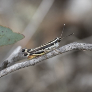 Macrotona australis at Michelago, NSW - 15 Feb 2015 02:45 PM