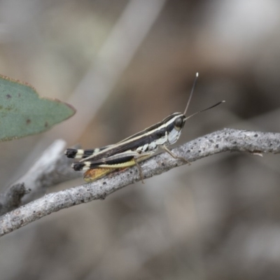 Macrotona australis (Common Macrotona Grasshopper) at Illilanga & Baroona - 15 Feb 2015 by Illilanga