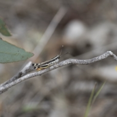 Macrotona australis at Michelago, NSW - 15 Feb 2015