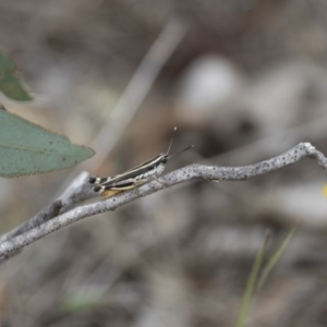 Macrotona australis at Michelago, NSW - 15 Feb 2015 02:45 PM