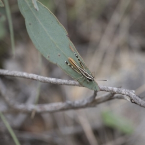 Macrotona australis at Michelago, NSW - 15 Feb 2015