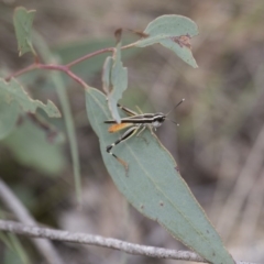 Macrotona australis at Michelago, NSW - 15 Feb 2015