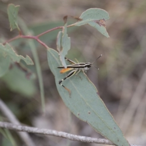 Macrotona australis at Michelago, NSW - 15 Feb 2015