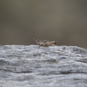 Phaulacridium vittatum at Michelago, NSW - 15 Feb 2015