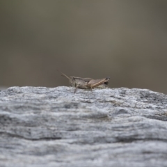 Phaulacridium vittatum (Wingless Grasshopper) at Michelago, NSW - 15 Feb 2015 by Illilanga