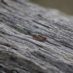 Phaulacridium vittatum at Michelago, NSW - 15 Feb 2015