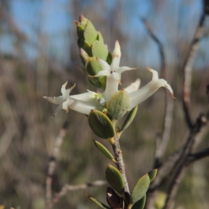 Brachyloma daphnoides at Tennent, ACT - 10 Oct 2017