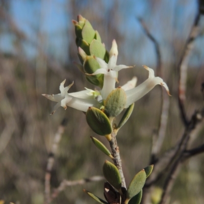 Brachyloma daphnoides (Daphne Heath) at Tennent, ACT - 10 Oct 2017 by MichaelBedingfield