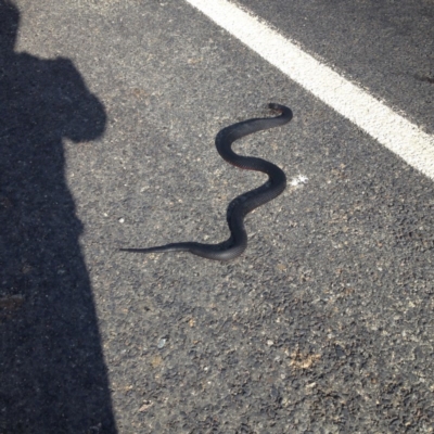 Pseudechis porphyriacus (Red-bellied Black Snake) at QPRC LGA - 18 Oct 2017 by GeoffRobertson