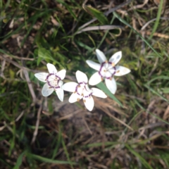 Wurmbea dioica subsp. dioica (Early Nancy) at Hall, ACT - 19 Oct 2017 by GeoffRobertson