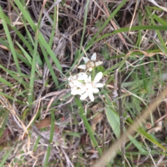 Wurmbea dioica subsp. dioica (Early Nancy) at Royalla, ACT - 19 Oct 2017 by GeoffRobertson