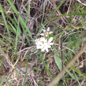 Wurmbea dioica subsp. dioica at Royalla, ACT - 19 Oct 2017