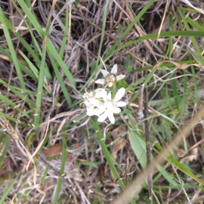 Wurmbea dioica subsp. dioica (Early Nancy) at Royalla, ACT - 19 Oct 2017 by GeoffRobertson