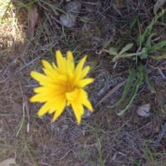 Microseris walteri (Yam Daisy, Murnong) at Hall, ACT - 18 Oct 2017 by GeoffRobertson