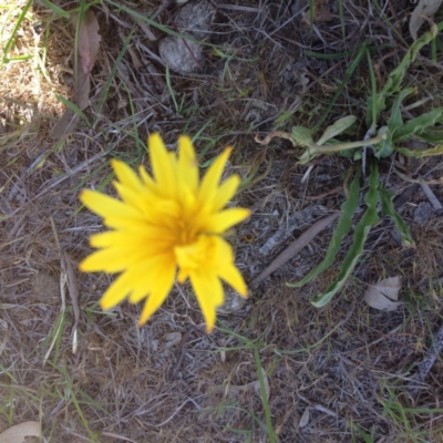 Microseris walteri (Yam Daisy, Murnong) at Hall Cemetery - 18 Oct 2017 by GeoffRobertson