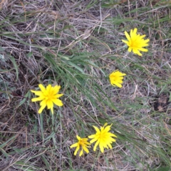 Microseris walteri (Yam Daisy, Murnong) at Williamsdale, NSW - 19 Oct 2017 by GeoffRobertson