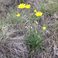 Microseris walteri (Yam Daisy, Murnong) at QPRC LGA - 18 Oct 2017 by GeoffRobertson