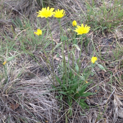 Microseris walteri (Yam Daisy, Murnong) at Williamsdale, NSW - 19 Oct 2017 by GeoffRobertson