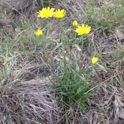 Microseris walteri (Yam Daisy, Murnong) at Williamsdale, NSW - 18 Oct 2017 by GeoffRobertson