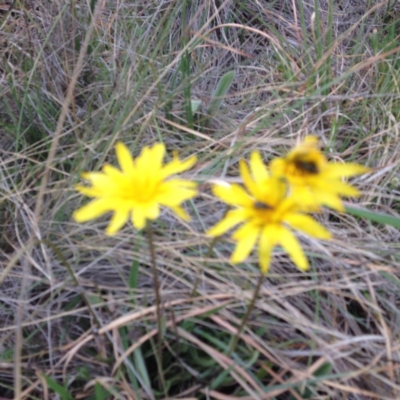 Microseris walteri (Yam Daisy, Murnong) at Williamsdale, NSW - 19 Oct 2017 by GeoffRobertson